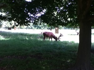 deers in richmond park