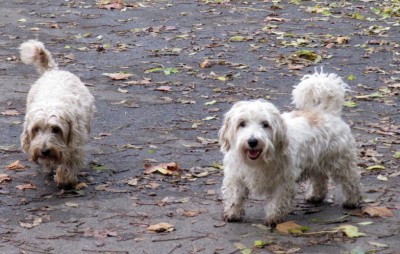 dogs in battersea park