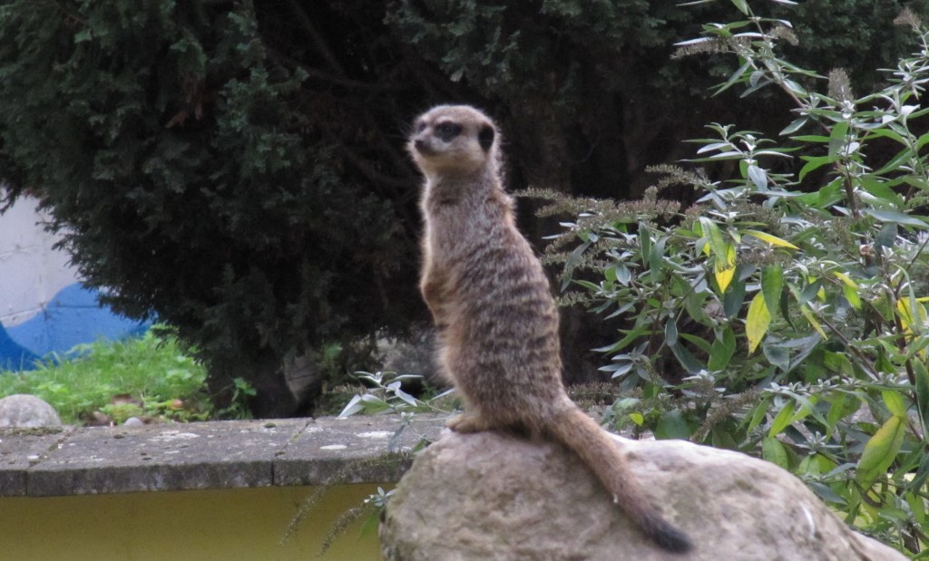 meerkat in Battersea Children Zoo